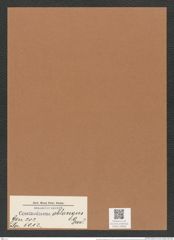 Coscinodiscus oblongus Grev. (de-Toni-Nr.: Genus 202, Species 5012) Zeichnungen Sammlung Grunow Mappe 04818 (Herbarium_W_Grunow_drawings_Folder_04818)